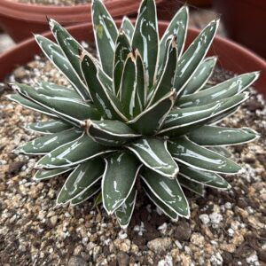 Agave victoria-reginae 'Snow Queen'