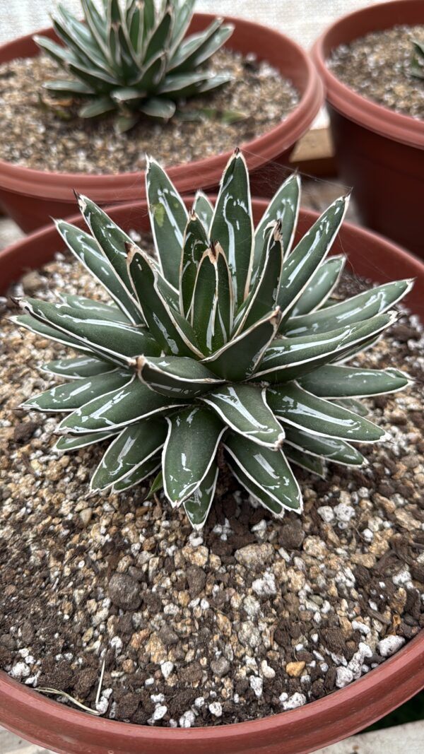 Agave victoria-reginae 'Snow Queen'