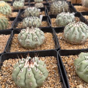 Copiapoa Cinerea