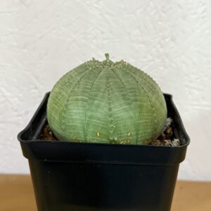EUPHORBIA OBESA
