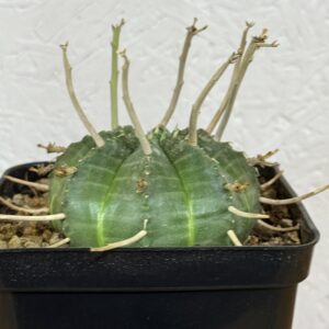 EUPHORBIA VALIDA