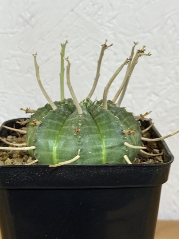 EUPHORBIA VALIDA