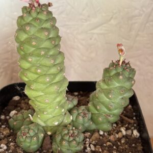 MONADENIUM RITCHIEI