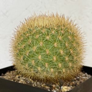 Matucana haynei