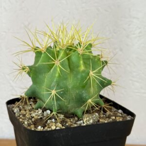 Ferocactus glaucescens Variegado