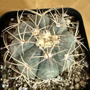 Echinocactus horizonthalonius
