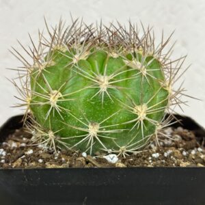 Weingartia lanata