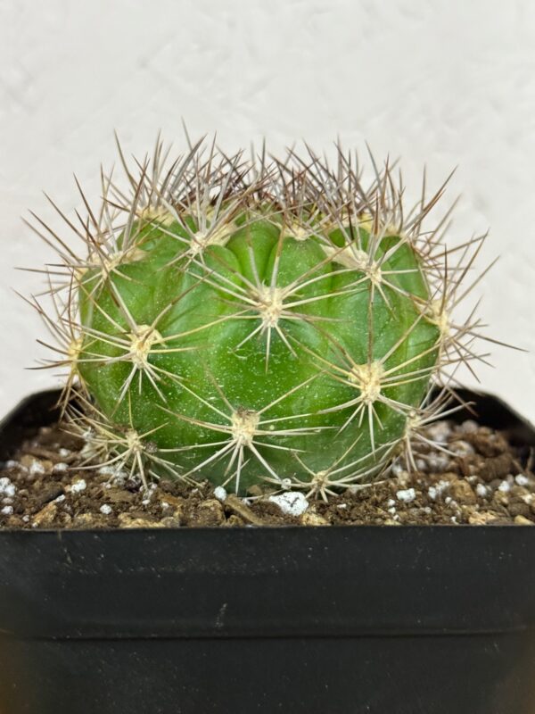 Weingartia lanata