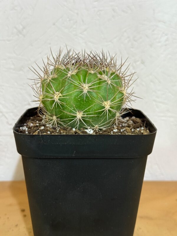 Weingartia lanata - Imagen 4
