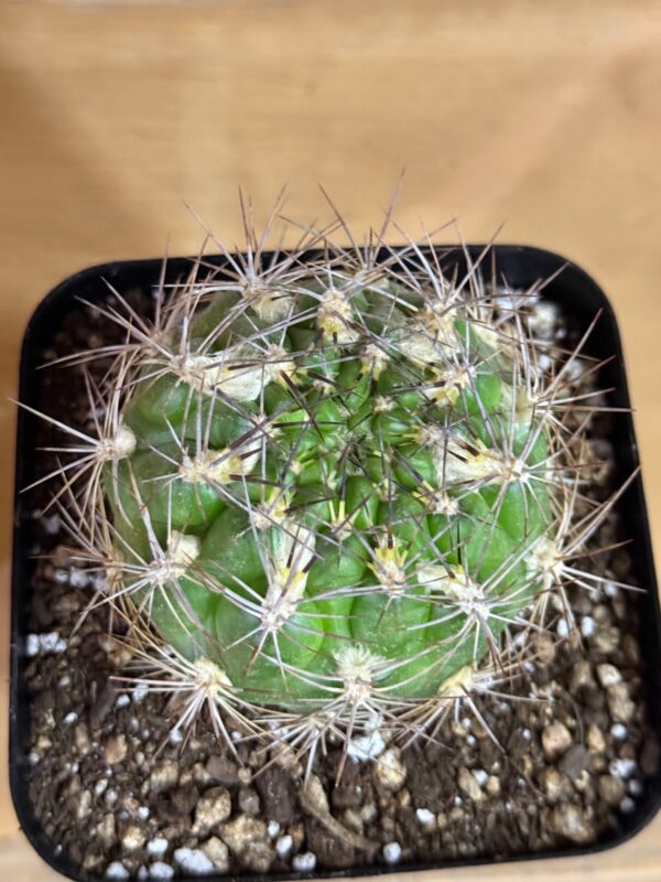 Weingartia lanata - Imagen 3