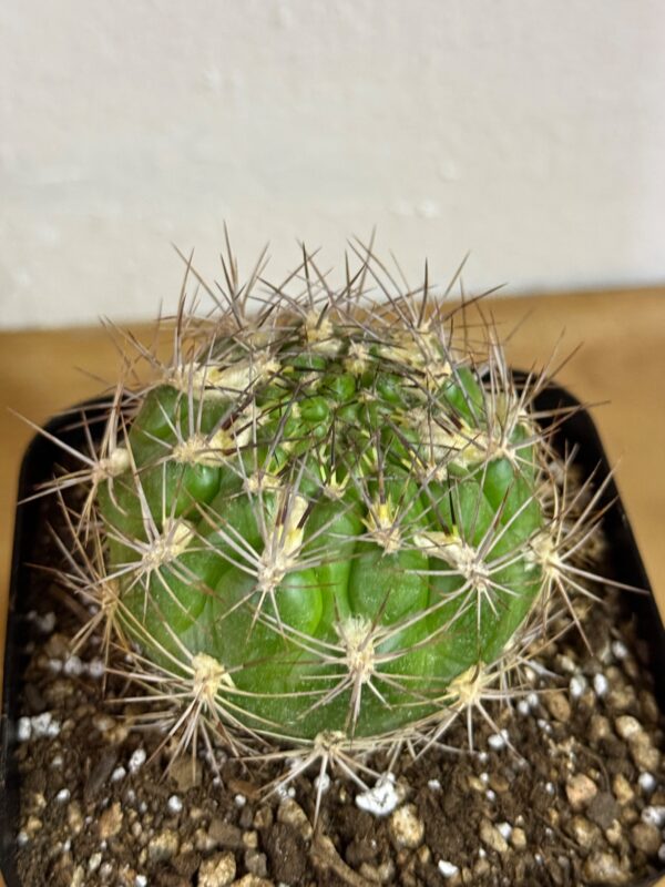 Weingartia lanata - Imagen 2