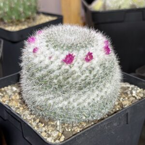 MAMILLARIA HANIANA