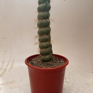 EULYCHNIA CASTANEA CV. VARISPIRALIS F. SPIRALIS